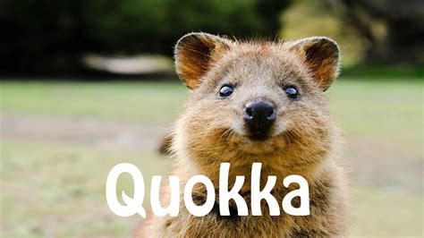 quokka pronunciation